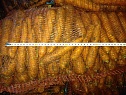 Морковь 16р