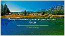 Лекарственные травы, корни, ягоды Лекарственные травы, корни, ягоды