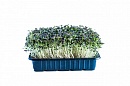 Микрозелень в СПб от ситифермы GreenChef-Spb Микрозелень в СПб от ситифермы GreenChef-Spb
